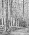 Forest Path 1